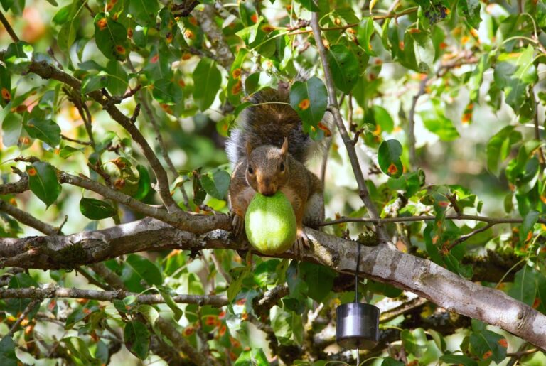 Using a Black Walnut Tree Value Calculator to Find Out How Much Your Trees are Worth