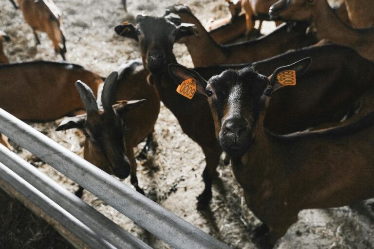 Personalized goat ear tags Improve the identification and management of your herd