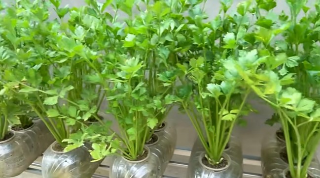 How to Grow cheap hydroponic celery in recycled plastic bottles for high yield