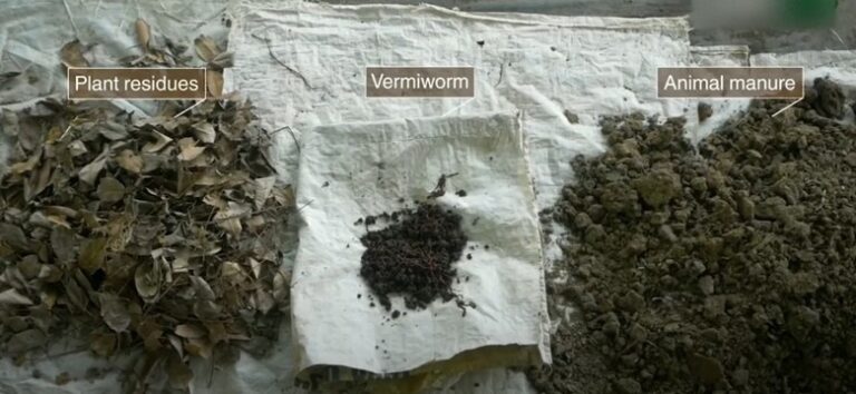 How to Start Vermicomposting for Organic Waste Management